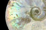 Silver Iridescent Ammonite (Cleoniceras) Fossil - Madagascar #137400-2